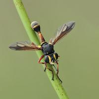 Physocephala rufipes 3 